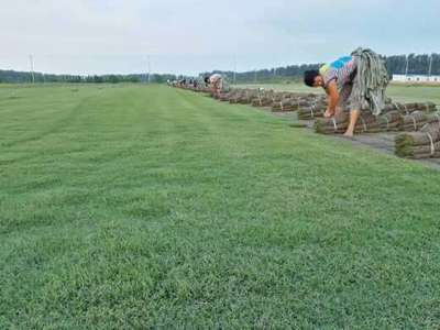 人工草坪多少钱一平米 寿县绿友草坪种植 合肥人工草坪