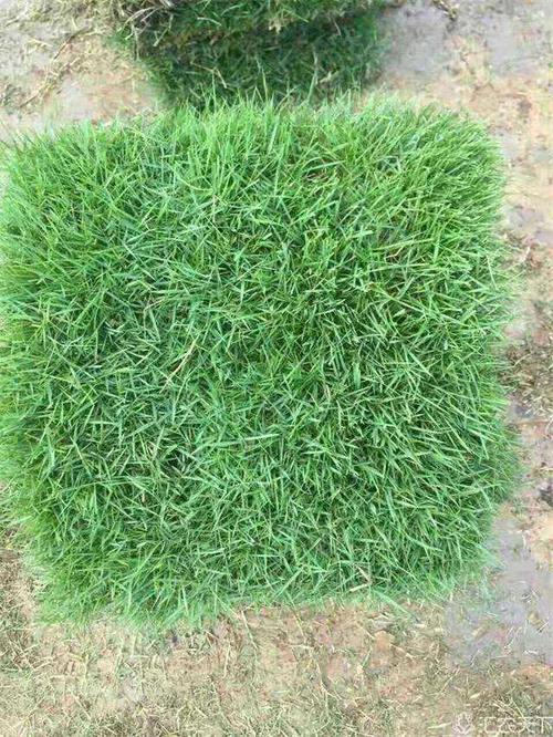 安徽寿县绿耀草坪种植合作社,助你打造一处清凉的绿地!